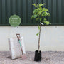 'Lara' Walnut Tree Fruit Trees