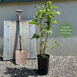 'Ben Alder' Blackcurrant Bush Soft Fruit