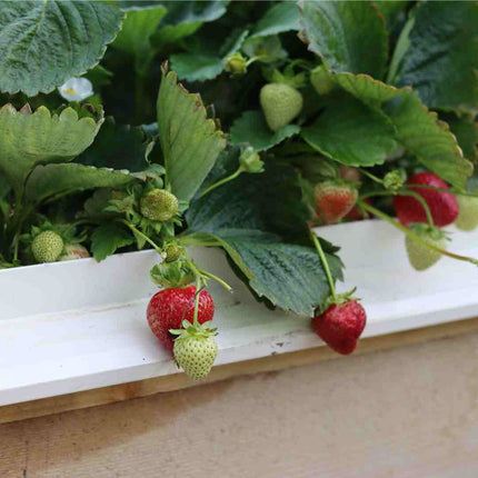 Cambridge Favourite Strawberry Plants Soft Fruit