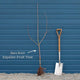 Espalier Apple Tree Trained Fruit Trees