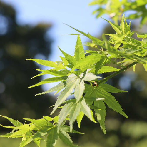 Japanese Maple Tree | Acer palmatum 'Shidava Gold' Ornamental Trees