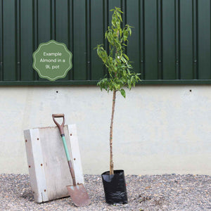 'Princess' Almond Tree | Prunus dulcis Fruit Trees