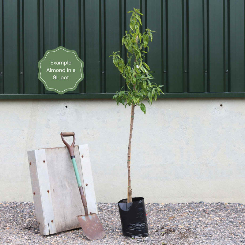 'Princess' Almond Tree | Prunus dulcis Fruit Trees