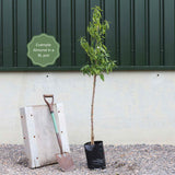 'Princess' Almond Tree | Prunus dulcis Fruit Trees
