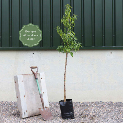 'Princess' Almond Tree | Prunus dulcis Fruit Trees