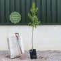 'Sultane' Almond Tree | Prunus dulcis Fruit Trees