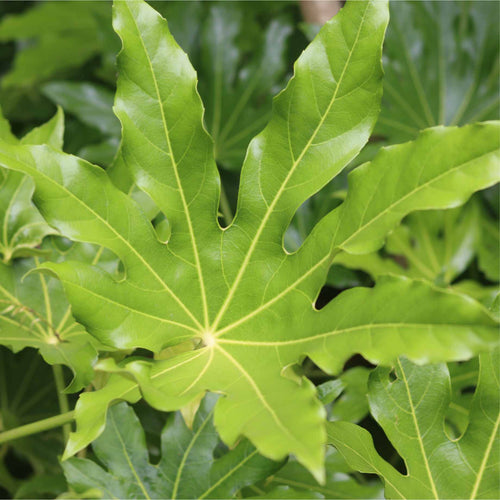 Fatsia japonica Shrubs