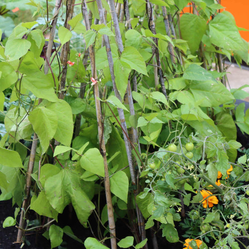 'Enorma' Runner Bean Plants Vegetables