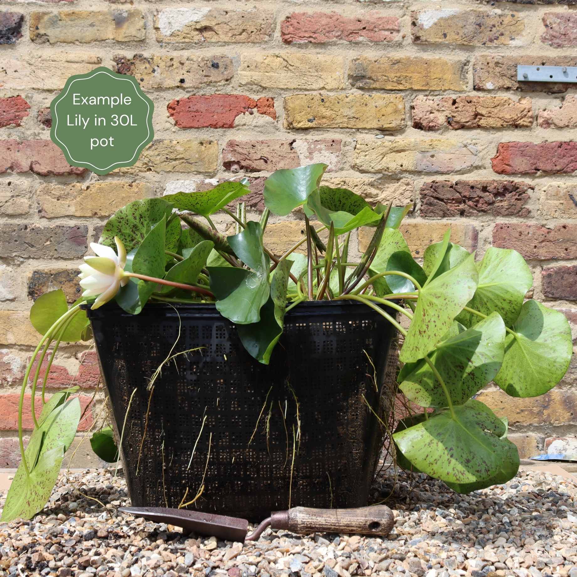 Almost Black' Water Lily – Roots Plants - Main Image