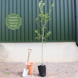 Red Hawthorn Tree | Crataegus laevigata 'Paul's Scarlet' Ornamental Trees