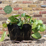 'Black Princess' Water Lily Pond Plants