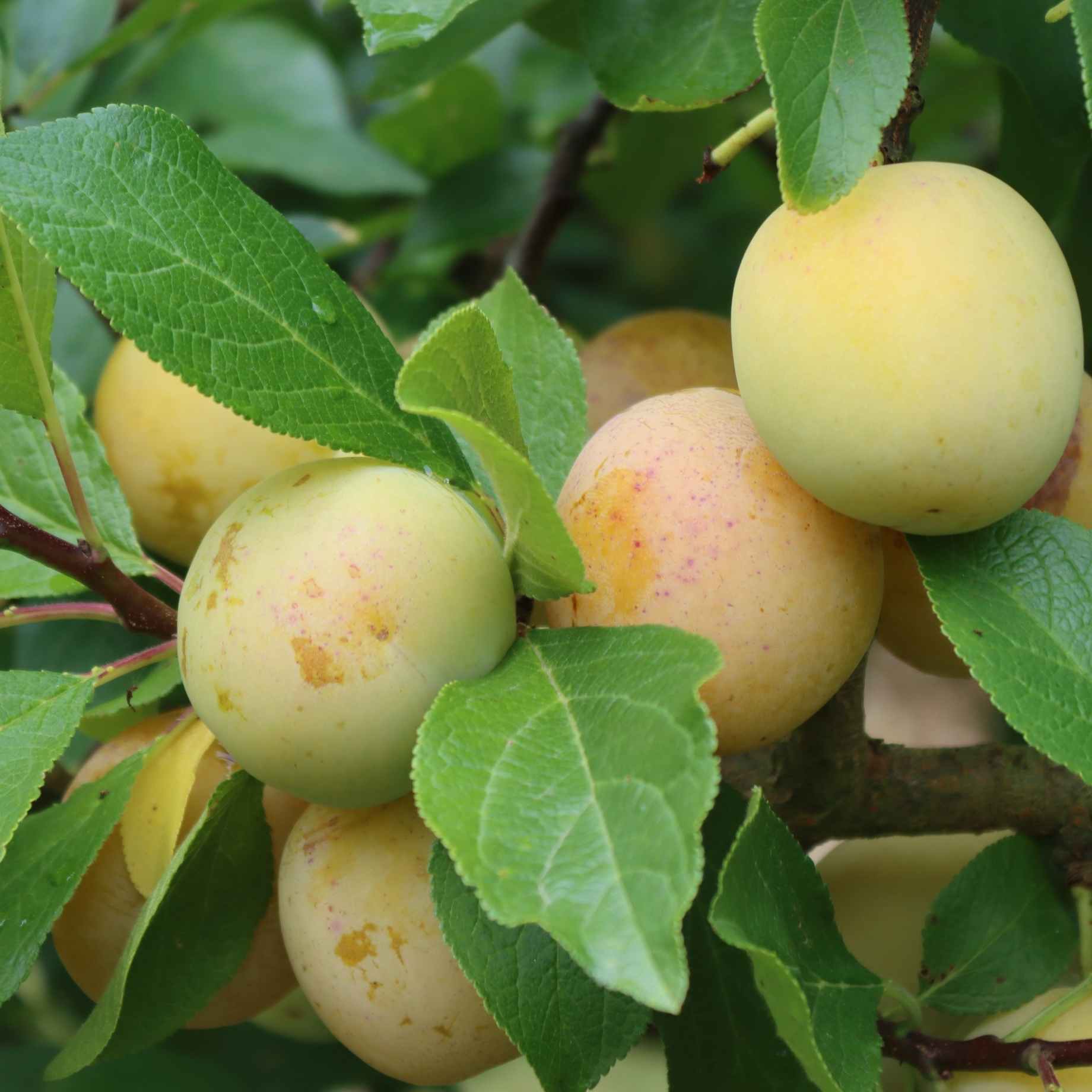 'Imperial Gage' Plum Tree