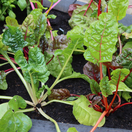'Bright Lights' Swiss Chard Plants Vegetables