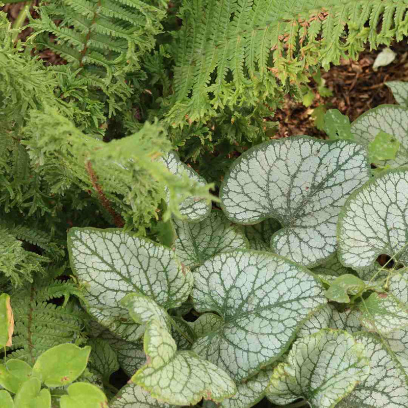Brunnera 'Jack Frost' Perennial Bedding