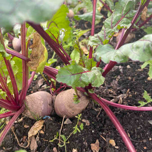 'Darko' Beetroot Plants Vegetables