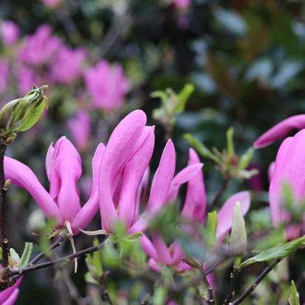 Dwarf Purple Magnolia Tree | Magnolia 'Susan' Ornamental Trees