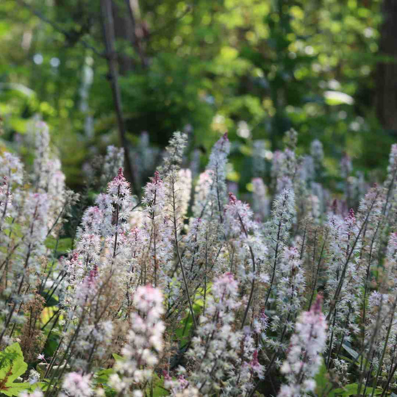 Tiarella 'Pink Skyrocket' Perennial Bedding