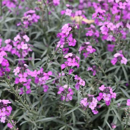 Erysimum 'Wallflower Poem Lilac' Perennial Bedding