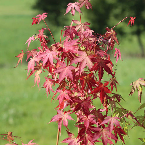Japanese Maple Tree | Acer palmatum 'Katsura' Ornamental Trees