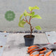 'Issai' Hardy Kiwi Plant Soft Fruit