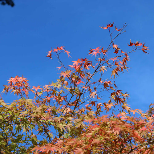 Japanese Maple Tree | Acer palmatum 'Ueno Yama' Ornamental Trees