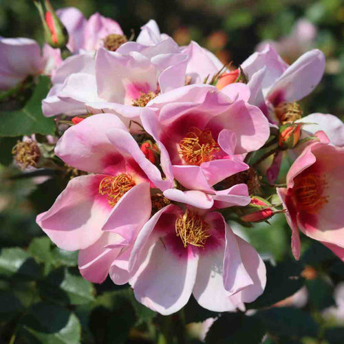 'For Your Eyes Only' Floribunda Rose Shrubs