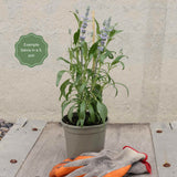 Salvia 'Farina Silver Blue' Perennial Bedding