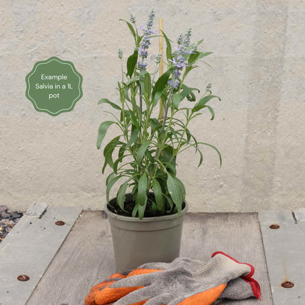Salvia 'Farina Silver Blue' Perennial Bedding