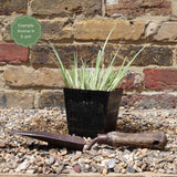 Variegated Slender Sweet Flag | Acorus gramineus 'Variegatus' Pond Plants