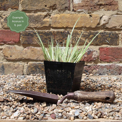 Variegated Slender Sweet Flag | Acorus gramineus 'Variegatus' Pond Plants