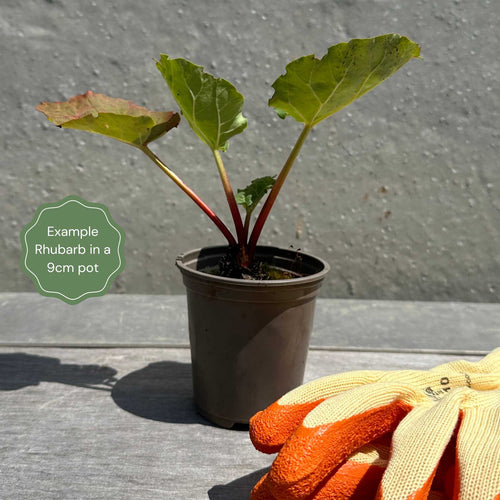 'Fulton's Strawberry Surprise' Rhubarb Plant Soft Fruit