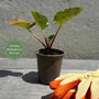 'Fulton's Strawberry Surprise' Rhubarb Plant Soft Fruit