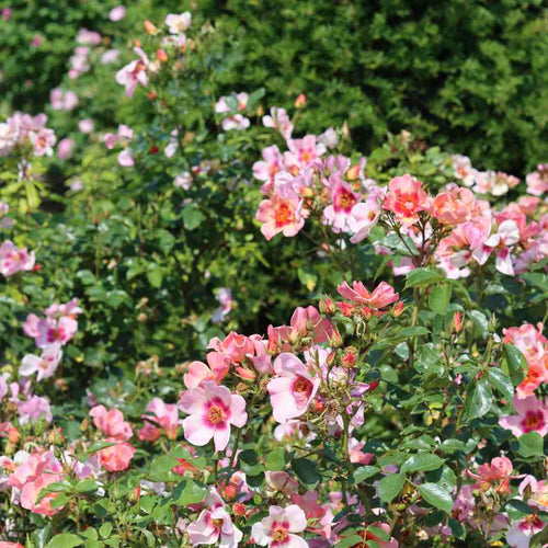 'For Your Eyes Only' Floribunda Rose Shrubs