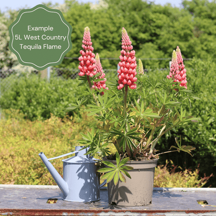 Lupin West Country Tequila Flame Perennial Bedding