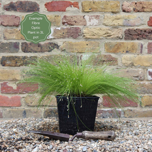 Fibre Optic Plant | Isolepsis Cerna| Oxygenating Pond Plants