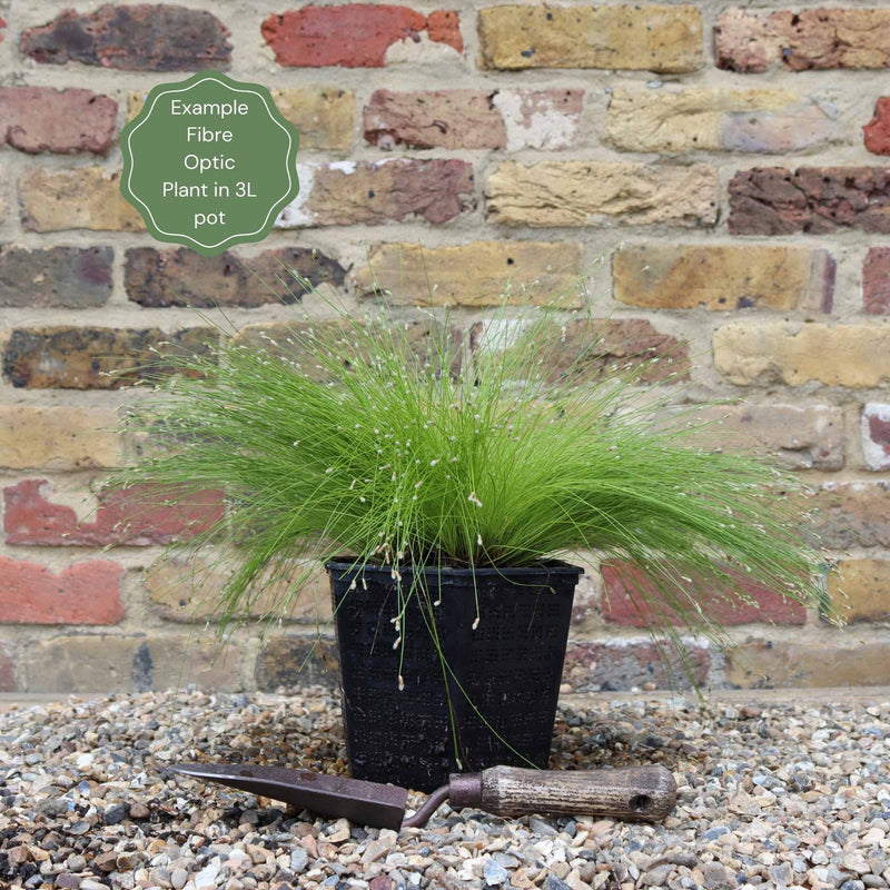 Fibre Optic Plant | Isolepsis Cerna| Oxygenating Pond Plants