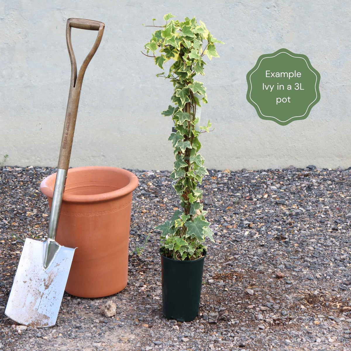 Spring Roots Plants Boston Ivy | Parthenocissus tricuspidata 'Green Spring' – Roots Plants
