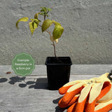 'Yummy' Patio Raspberry Plant Soft Fruit