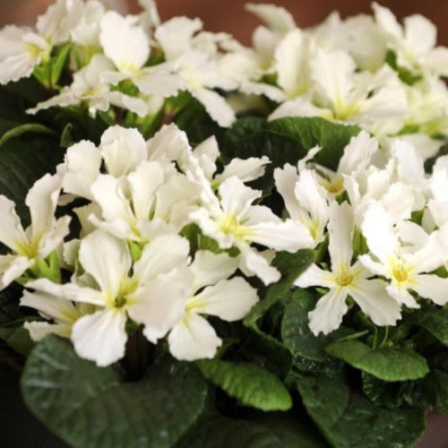 Primrose Star Fever | Primula vulgaris Annual Bedding