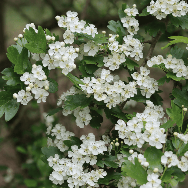 Common Hawthorn Hedging | Crataegus monogyna Shrubs