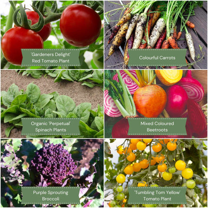 Colourful Vegetable Plants | Eat the Rainbow Vegetables