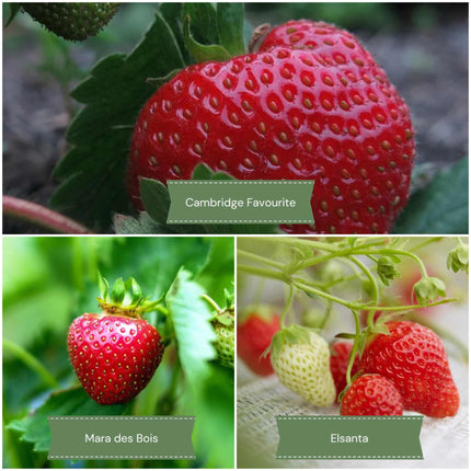 Best Strawberries for Pots | Grower's Choice Soft Fruit