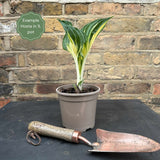 Hosta 'Catherine' Perennial Bedding