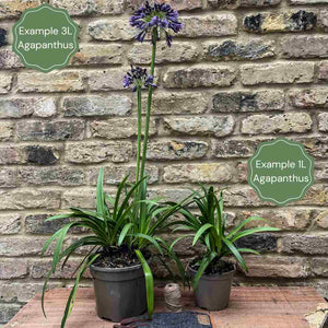 Agapanthus 'Poppin Purple' | 7.5L Perennial Bedding