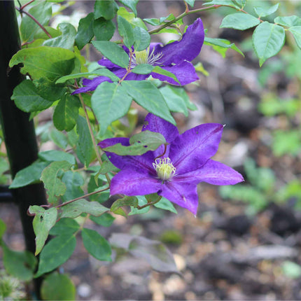Clematis viticella 'Polish Spirit' Climbing Plants