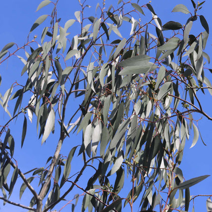 Snow Gum Tree | Eucalyptus pauciflora 'Niphophila' Ornamental Trees
