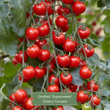 Ultimate Grafted Vegetables | Grower's Choice Vegetable Plants
