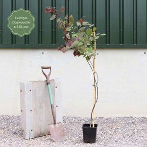 Flowering Dogwood Tree | Cornus florida Ornamental Trees