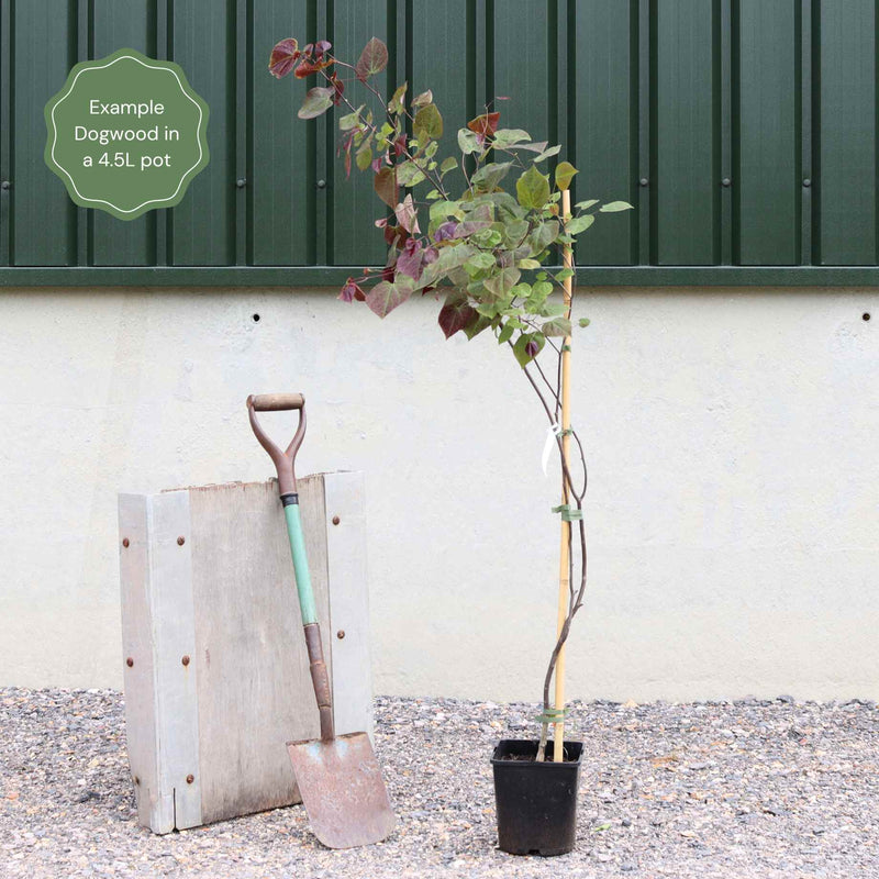 Flowering Dogwood Tree | Cornus florida Ornamental Trees