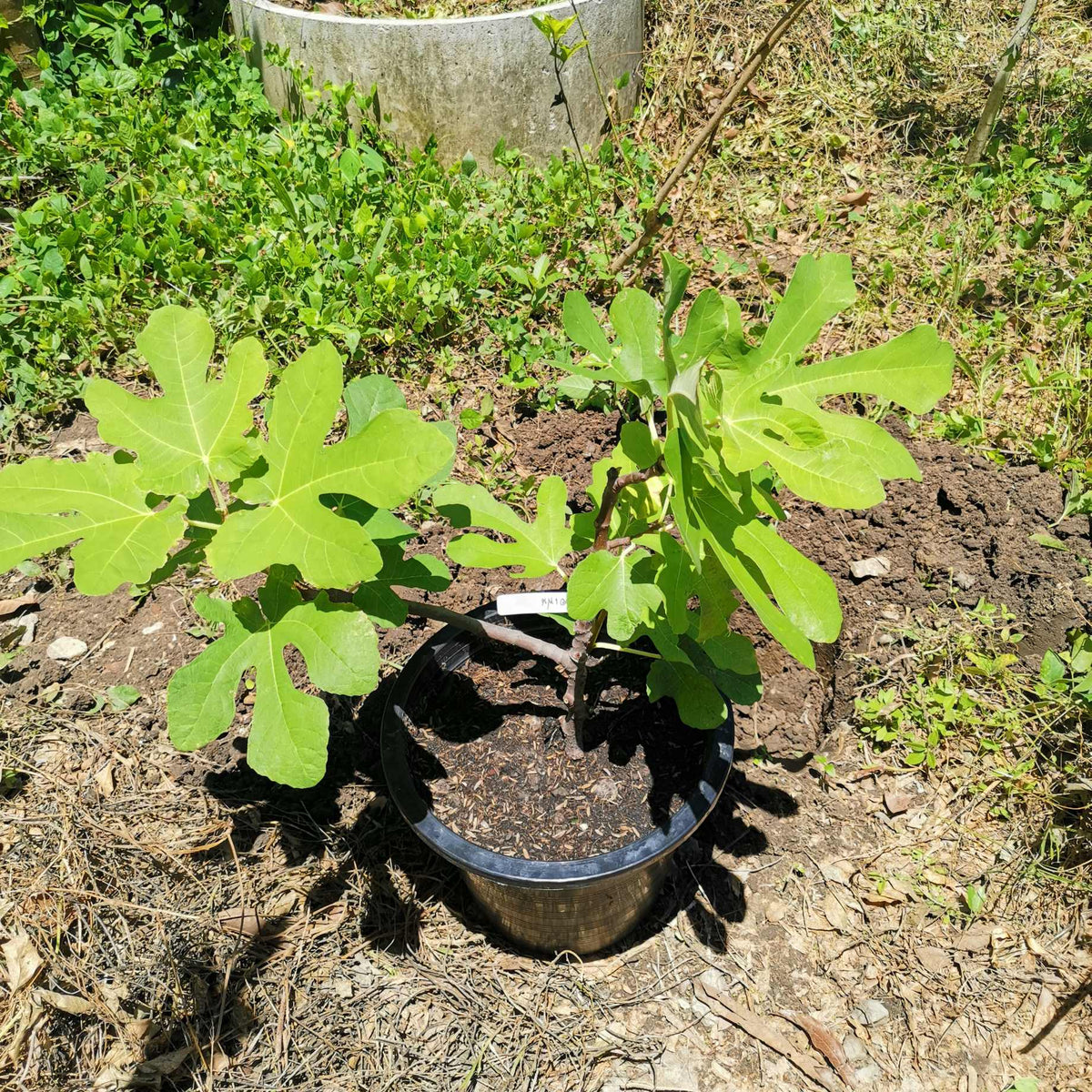 'Chelsea' Fig Tree – Roots Plants